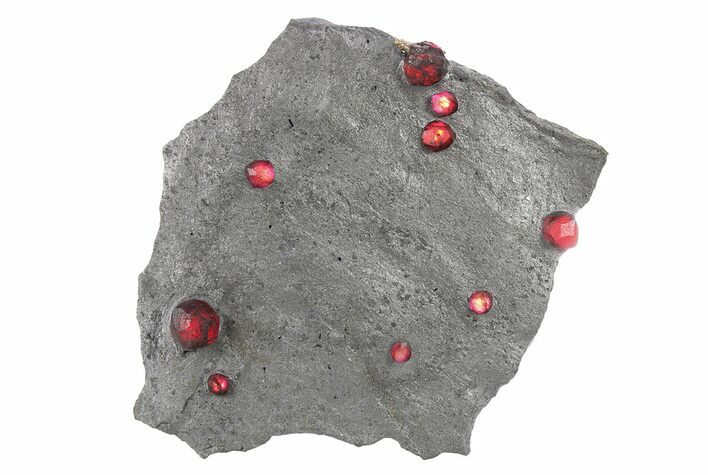Plate of Nine Red Embers Garnets in Graphite - Massachusetts #272706